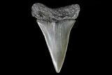 Large, Fossil Mako Shark Tooth - Georgia #75021-1